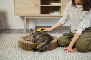How to Keep Cats from Scratching Furniture
