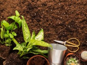Soil Health for Gardening